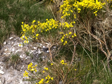 cytisus omediterraneus